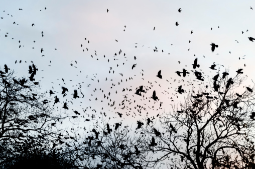 crows gathering at dusk in bare winter twilight trees