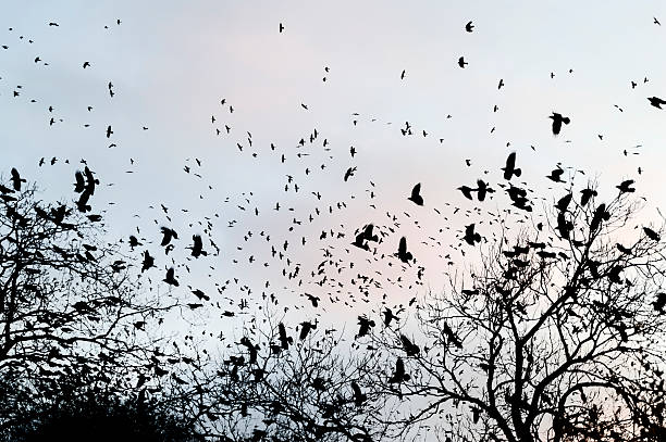 crows gathering at dusk in bare winter twilight trees Crows gathering in bare woodland trees at twilight in winter crow bird photos stock pictures, royalty-free photos & images
