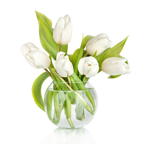 Bouquet of tulips in the vase isolated on white background Bouquet of tulips in the vase isolated on white background white tulips stock pictures, royalty-free photos & images
