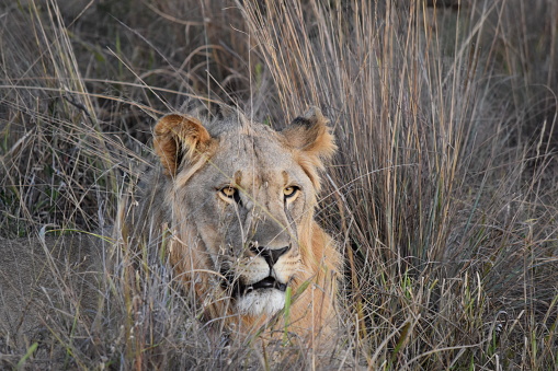 Young male lion in the wild