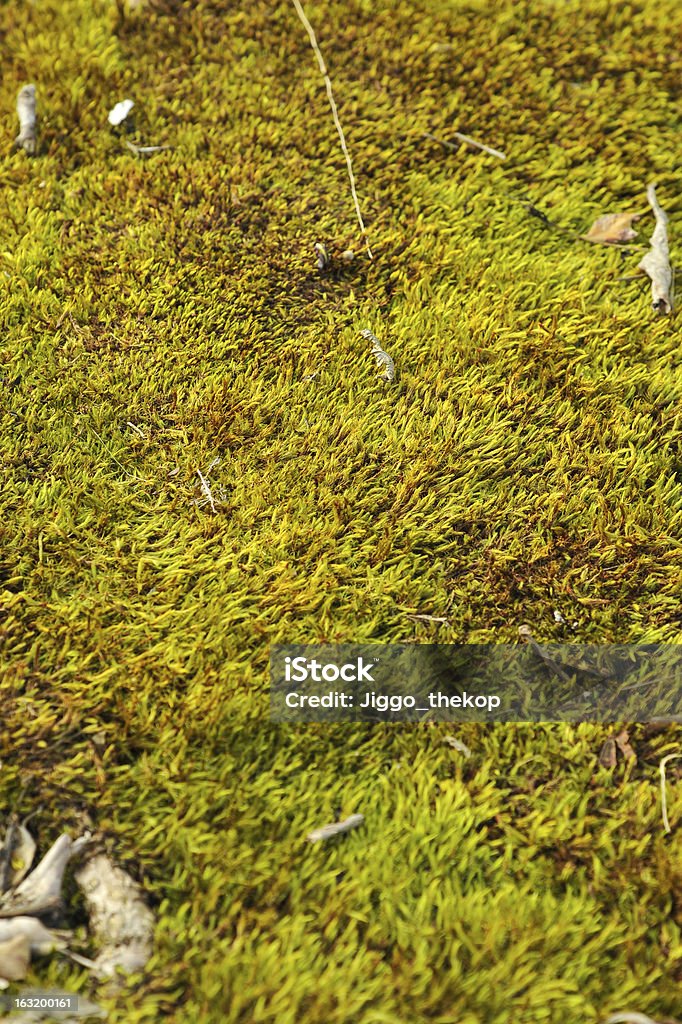 Green mosses - Lizenzfrei Blatt - Pflanzenbestandteile Stock-Foto