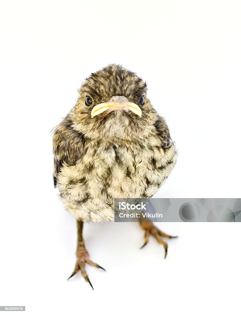 Exacting sight Nestling on a white background Animal Stock Photo