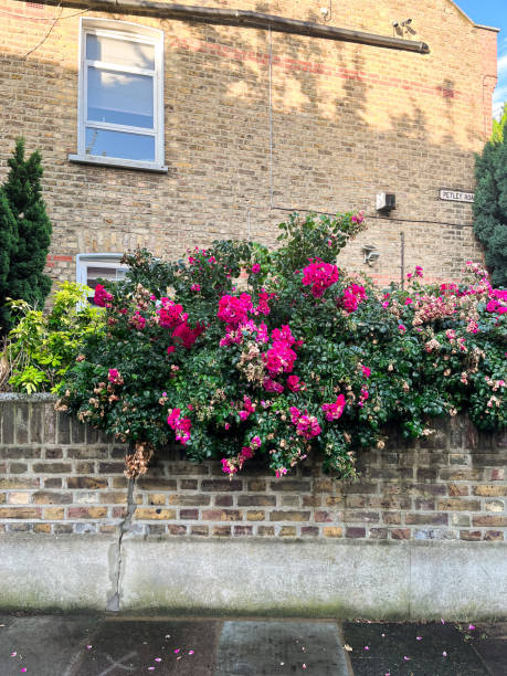 mews em londres com casas aconchegantes e vegetação exuberante ao redor - apartment row house comfortable house - fotografias e filmes do acervo