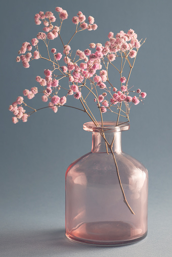 dried flower on pink glass vase on blue background. selective focus. Still life, art, minimalism concept. Botany styled.