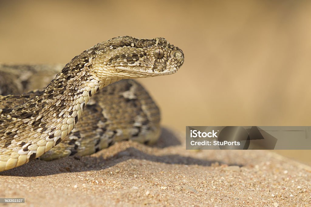 Víbora Arieeti (Bitis arietans), África do Sul - Royalty-free Víbora Arieeti Foto de stock