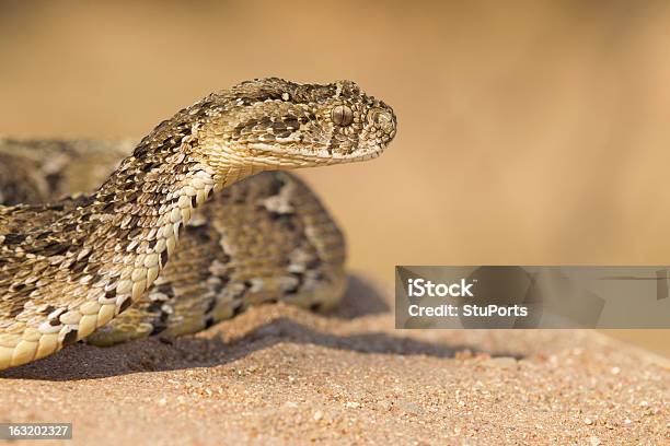 Víbora Arieeti África Do Sul - Fotografias de stock e mais imagens de Víbora Arieeti - Víbora Arieeti, Animal de Safari, Animal selvagem