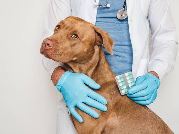 istock Cute dog and veterinarian. Close-up, studio photo 1632023675