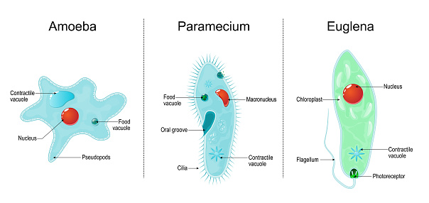 Anatomy of eukaryotic, unicellular organisms: paramecium ciliate, amoeba and Euglena. Vector illustration