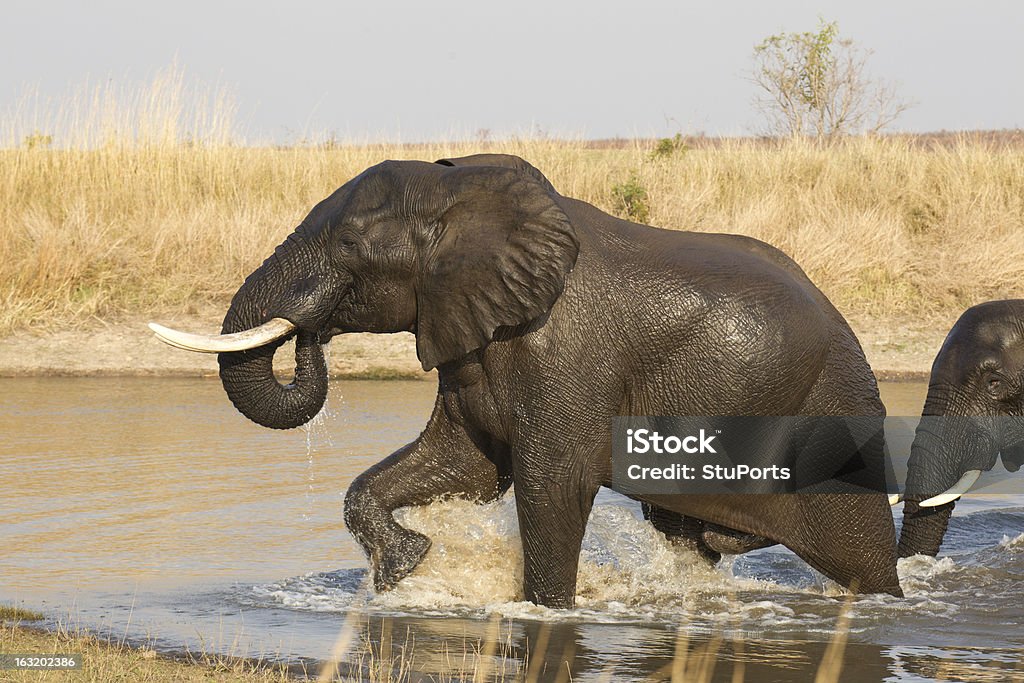 Männliche Afrikanische Elefanten, Krüger Nationalpark (Loxodonta africana) - Lizenzfrei Abschied Stock-Foto