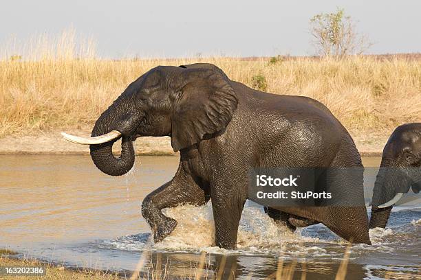 Männliche Afrikanische Elefanten Krüger Nationalpark Stockfoto und mehr Bilder von Abschied