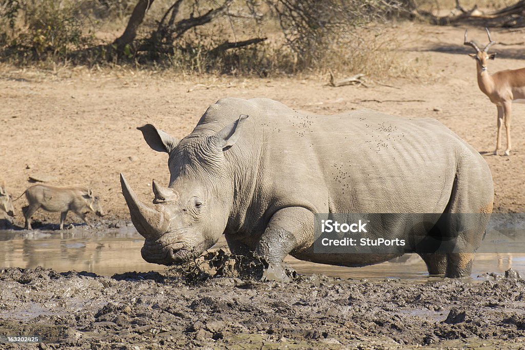 Conector macho blanco Rhino en mud Deléitese, Sudáfrica - Foto de stock de Adulto libre de derechos