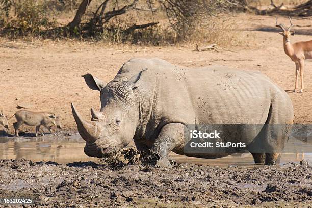 Maschio Bianco Rhino Crogiolarsi Nel Fango Sud Africa - Fotografie stock e altre immagini di Adulto