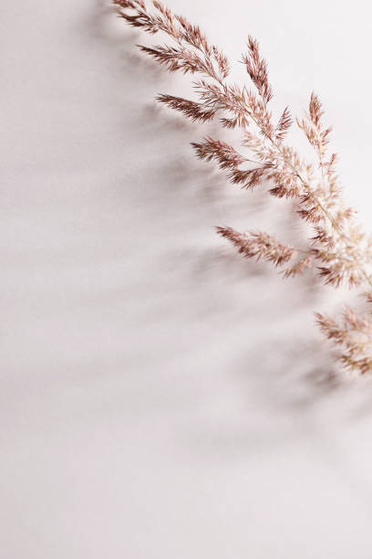 istock Dry pampas grass on white background. Beautiful neutral colors. Minimal, abstract, natural concept. selective focus, copy space. home decor 1632024261