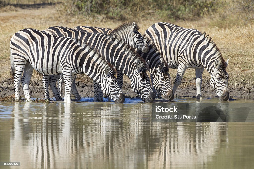 Burchell's oder Plains Zebra trinken, Südafrika - Lizenzfrei Steppenzebra Stock-Foto