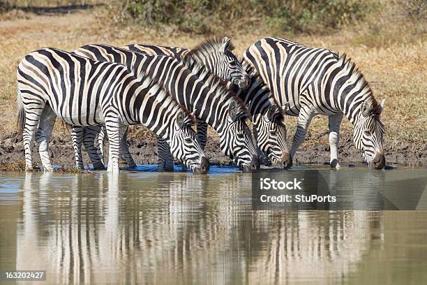 Burchells Oder Plains Zebra Trinken Südafrika Stockfoto und mehr Bilder von Steppenzebra - Steppenzebra, Fotografie, Fünf Tiere