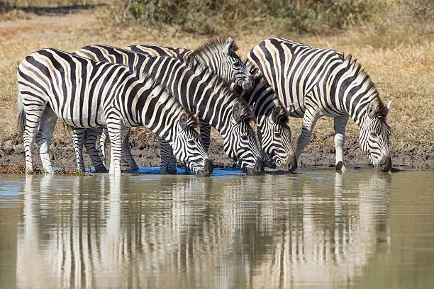 Photo of Burchell's or Plains Zebra drinking, South Africa