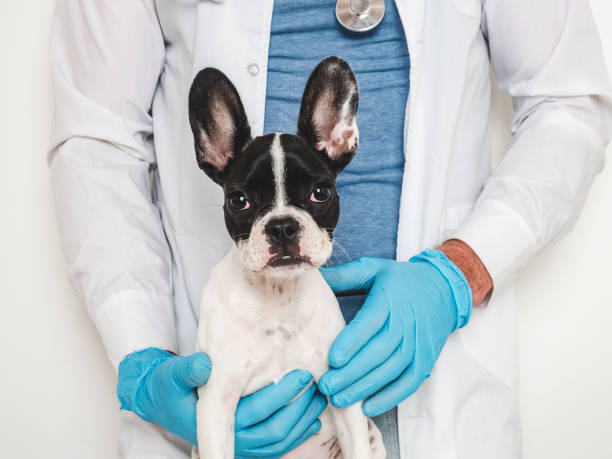 istock Cute puppy and veterinarian. Close-up, studio photo 1632025366