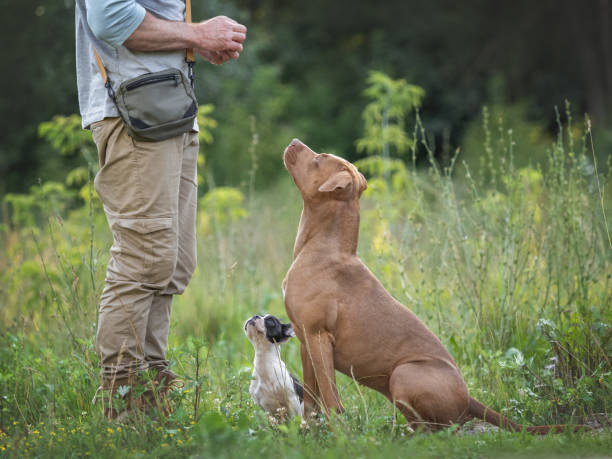 Charming dog, pretty little puppy and attractive man