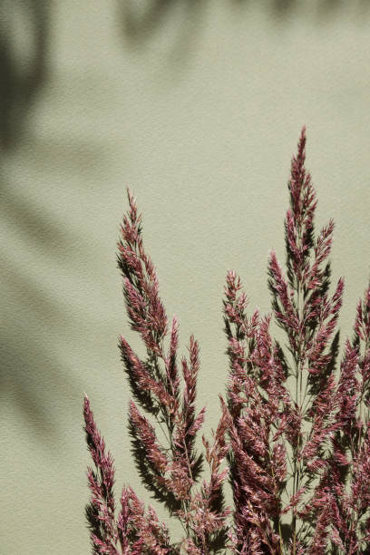 istock Dry pampas grass on green background with shadow. Beautiful neutral colors. Minimal, abstract, natural concept. selective focus, copy space.home decor 1632034573