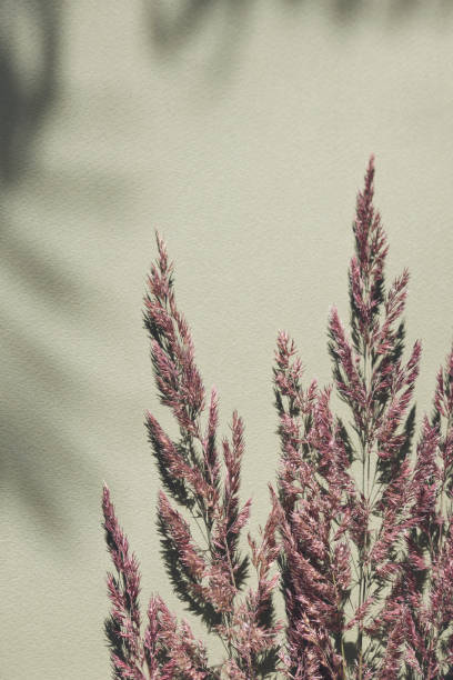 istock Dry pampas grass on green background with shadow. Beautiful neutral colors. Minimal, abstract, natural concept. selective focus, copy space.home decor 1632034574
