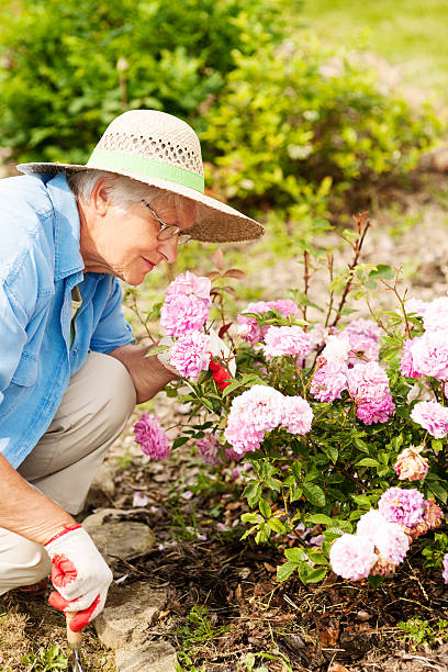 senior donna con fiori in giardino - manual worker glasses gardening domestic life foto e immagini stock