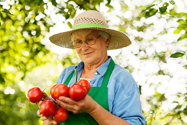 senior donna con pomodori - manual worker glasses gardening domestic life foto e immagini stock