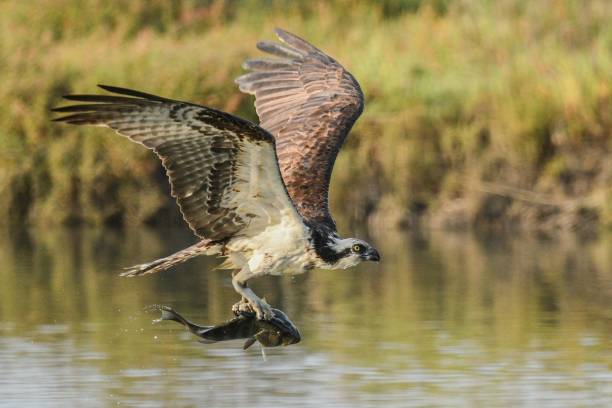 istock an ospreea with a fish in it's talon 1632043337