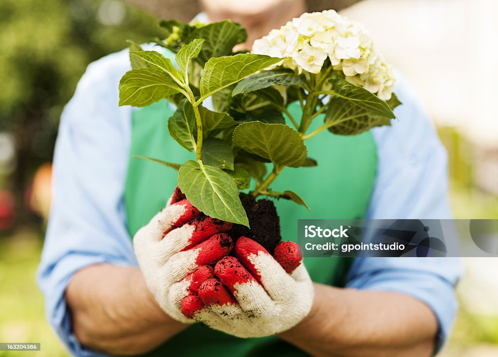 Woman holding hydrangea in hands Hydrangea Stock Photo
