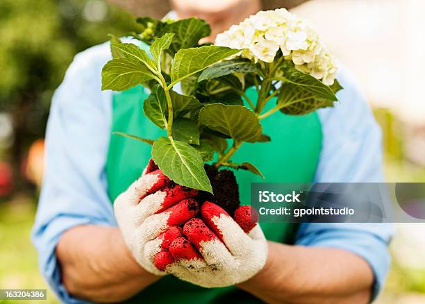 Woman Holding Hydrangea In Hands Stock Photo - Download Image Now - Hydrangea, Plant, Close-up