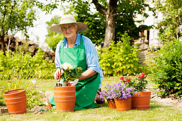 senior donna con fiori in giardino - manual worker glasses gardening domestic life foto e immagini stock