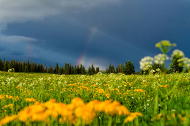 istock Scenic Wildflower Meadow After Rain Storm 1632046501