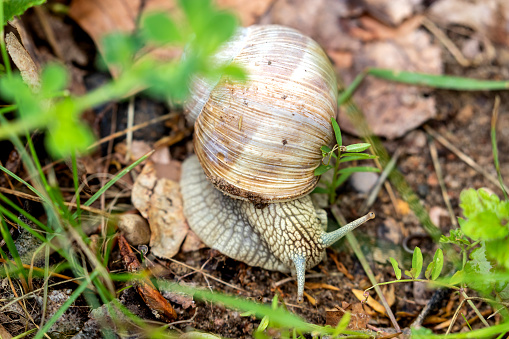 slow moving Roman snail (Helix pomatia)