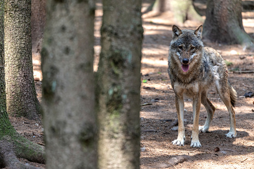 gray wolf (Canis lupus) in forest
