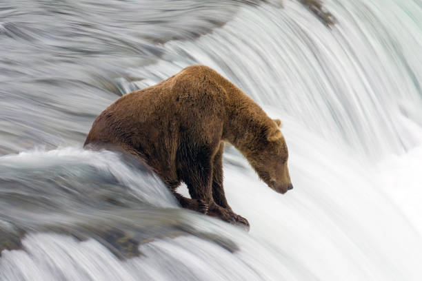 istock Brown Bear at Brooks Falls; long exposure. 1632059484