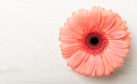 Beautiful blooming pink gerbera flower on white texture wood background.copy space. Place for text.Spring flower.Top view