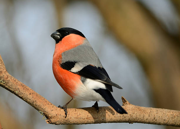 istock Bullfinch, male 163206274