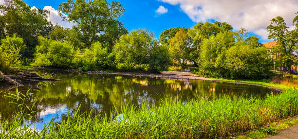 istock A pond and group of ducks surrounded by grasses and trees 1632064411