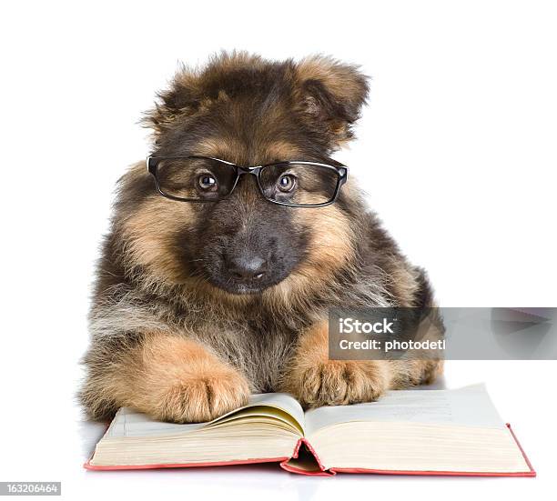 강아지 In 글라스잔 읽다 예약 개에 대한 스톡 사진 및 기타 이미지 - 개, 책, 가축