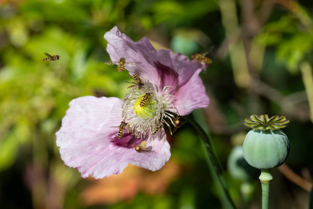 opium poppy in flower with insects - oriental poppy poppy close up purple imagens e fotografias de stock