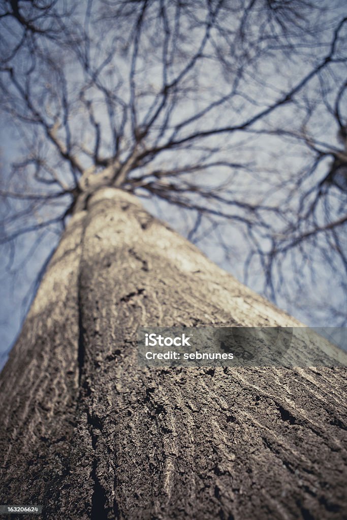 Árvore de Inverno - Royalty-free Ao Ar Livre Foto de stock
