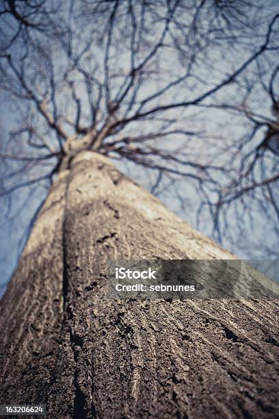 Árvore De Inverno - Fotografias de stock e mais imagens de Ao Ar Livre - Ao Ar Livre, Azul, Casca de árvore