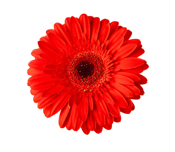 istock Red gerber isolated on white background. Spring Flower. Holiday concept. 1632068336