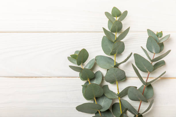 istock Sprigs of fragrant eucalyptus on a white textured tree. Aromatherapy. Essential oils. Place to copy. Place for text. Top view. 1632068854