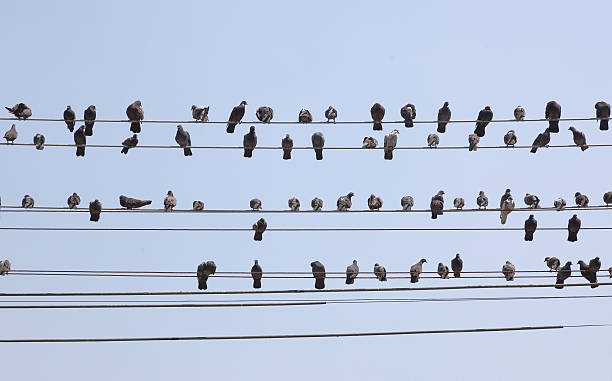 istock Flock of pigeons sit on wires. Yangon. Myanmar. 163207061