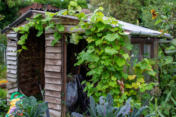istock Old Shed in Allotment Garden 1632078079