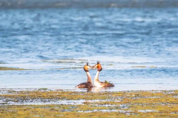 Mating games of two water birds Great Crested Grebes. Two waterfowl birds Great Crested Grebes swim in the lake. Great crested grebe, Podiceps cristatus, is a member of the grebe family of water birds