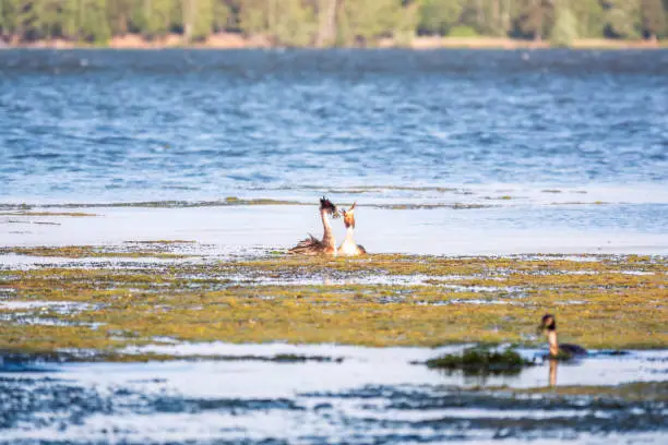 Photo of Mating games of two water birds Great Crested Grebes. Two waterfowl birds Great Crested Grebes swim in the lake