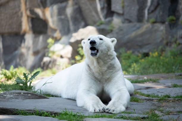 istock Funny polar bear. Polar bear sitting funny pose. 1632090278