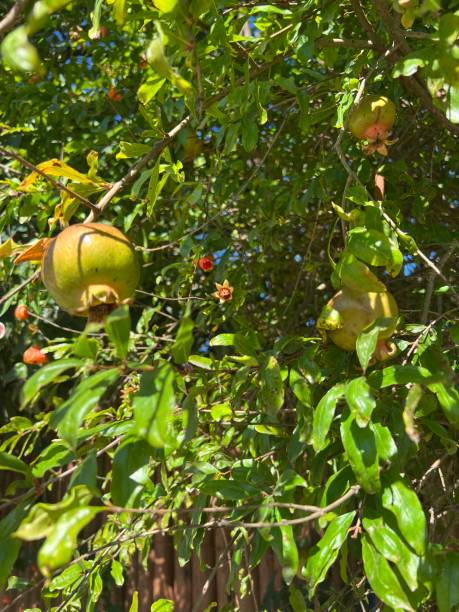 istock A juicy pomegranate on a branch 1632092453