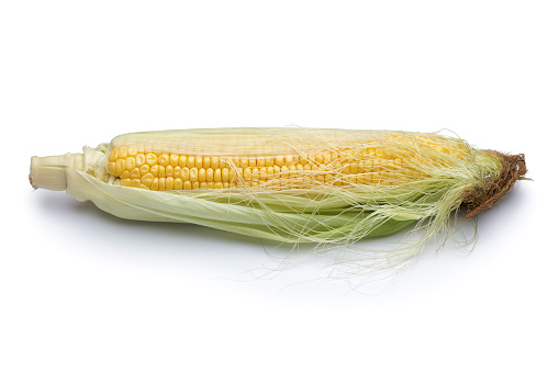 Fresh sweet corn with corn silk